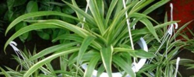 ​吊兰怎么移植