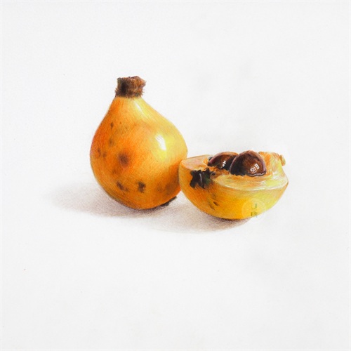 彩铅初学者临摹素材分享