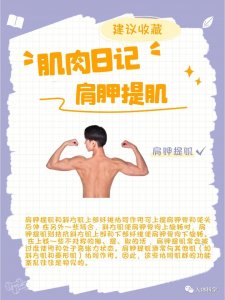 ​【肌肉基础】常常落枕？脖子疼？认识肩胛提肌~