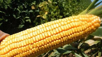 ​玉米良种对产量影响大，农民该如何挑良的玉米品种？