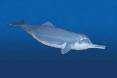 ​我国特有物种白鳍豚的灭绝