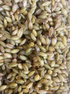 ​您认识青稞吗？