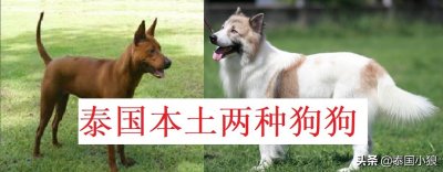 ​泰国本地的两种狗狗品种