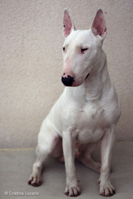 牛头梗 Bull Terrier