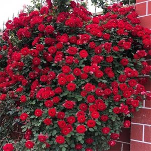 ​红木香花，比桂花香、比香水好闻、比绿萝好养的爬藤大王