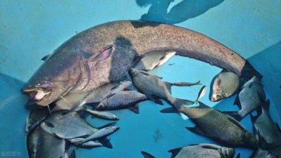 ​深入浅出说“鲶鱼效应”