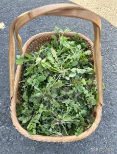 ​野荠菜，春天人人都爱吃的一种野菜，你认识吗？