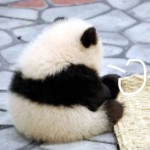 ​「表情包113」：叹气合集