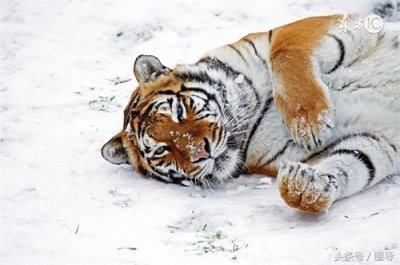 ​哈尔滨的东北虎园，无论冬夏都值得