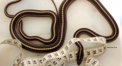 ​俄专家在远东海洋保护区发现两条罕见的黄脊游蛇