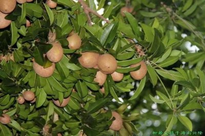 ​外形像心脏的水果-人心果