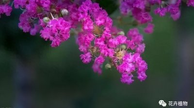 ​65种夏季开花植物，各具特色，陪伴我们度过炎热夏季！