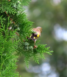 ​金翅雀，黄雀