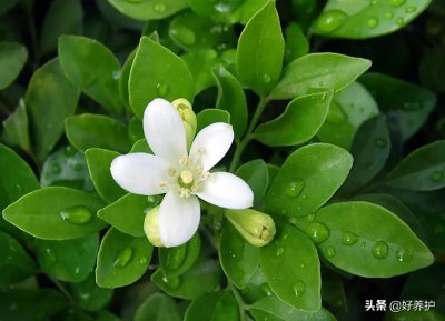 ​九里香，千里香，万里香，到底有多香？