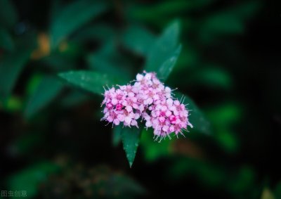 ​粉花绣线菊，是啥植物，有啥价值？