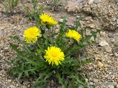 ​多喝蒲公英茶好处多，教你四步轻松自制，做一次喝一年，干净卫生