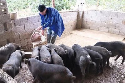 ​生态养香猪，“懒人”有“懒招”~