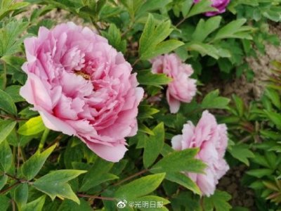 ​山东菏泽1200多个品种牡丹花盛开