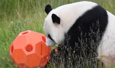 ​旅芬大熊猫“华豹”“金宝宝”平安回国