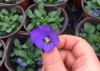 ​学会三色堇的种植方法，养出一院子的“彩虹花”，指日可待