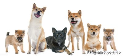 ​“微笑柴”多少钱一只，柴犬好养吗