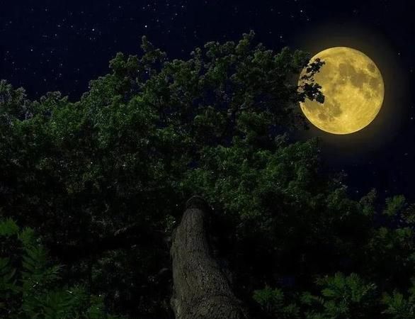 谢军又一夜歌曲的含义