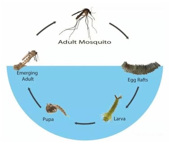 儿童科学启蒙100个技巧（萌娃发音练成蚊子召唤术）(6)