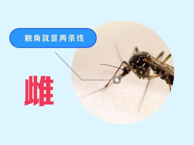 儿童科学启蒙100个技巧（萌娃发音练成蚊子召唤术）(11)