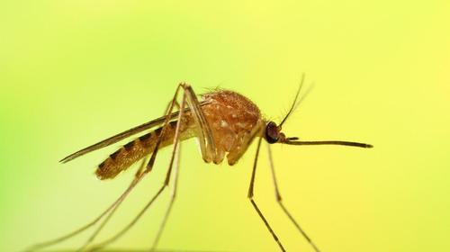 儿童科学启蒙100个技巧（萌娃发音练成蚊子召唤术）(12)