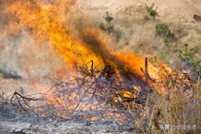 ​随意焚烧秸秆违法
