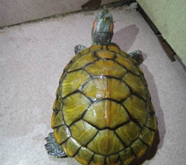 招财龟，养好你就发了！