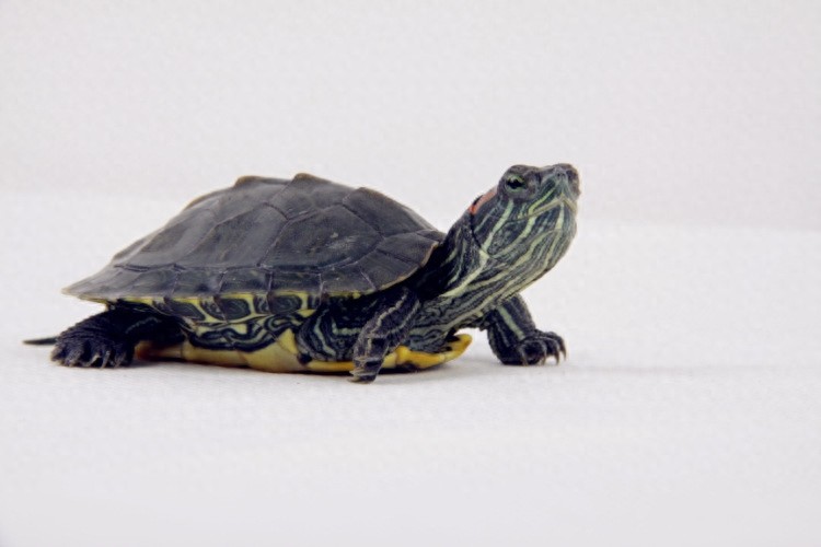 招财龟，养好你就发了！