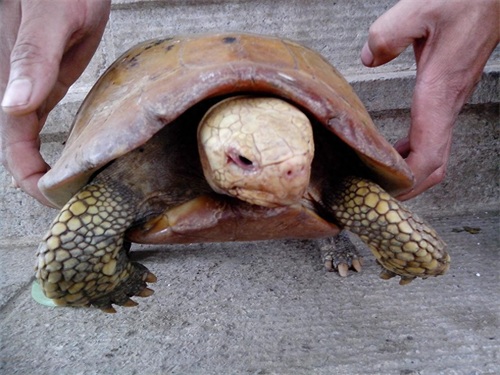 招财龟，养好你就发了！