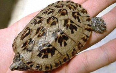 ​招财龟，养好你就发了！