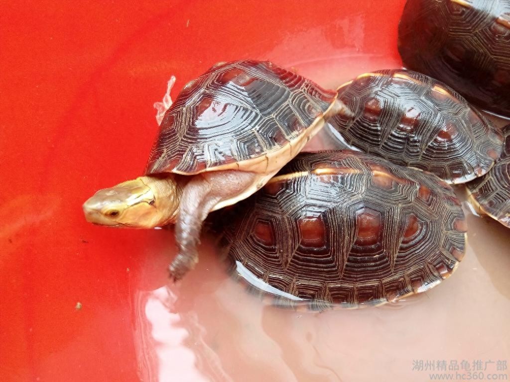 招财龟，养好你就发了！