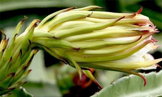 火龙果是仙人掌的果实吗,火龙果在什么树上结果?图6