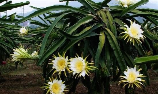 火龙果是仙人掌的果实吗,火龙果在什么树上结果?图5