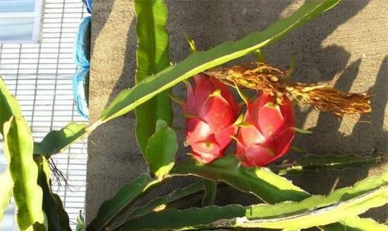 火龙果是仙人掌的果实吗,火龙果在什么树上结果?图4