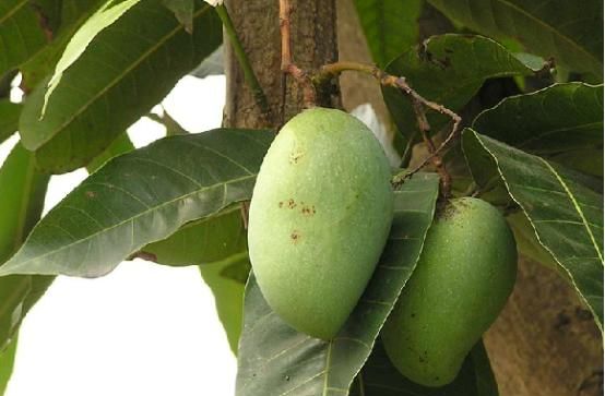 火龙果是仙人掌的果实吗,火龙果在什么树上结果?图8