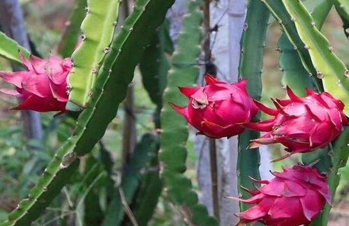 火龙果是仙人掌的果实吗,火龙果在什么树上结果?图7