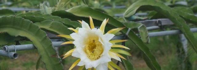 火龙果是仙人掌的果实吗,火龙果在什么树上结果?图3