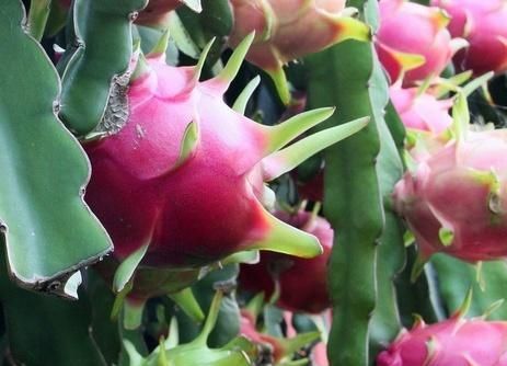 火龙果树有刺吗