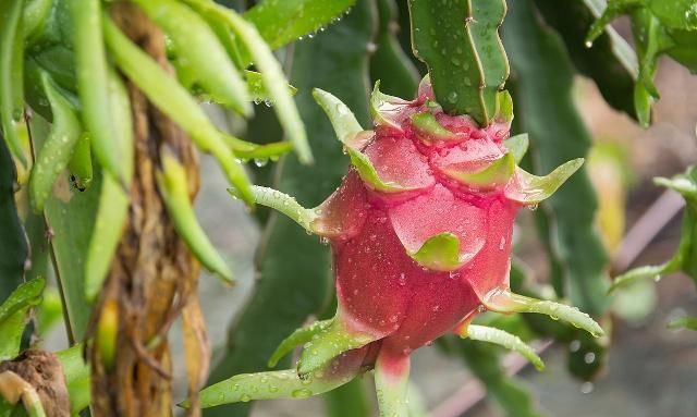 火龙果在什么树上结果