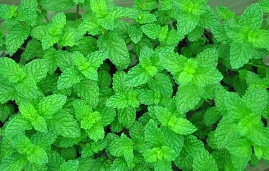 红烧肉的十种做法（4步做出正宗的红烧肉）(5)