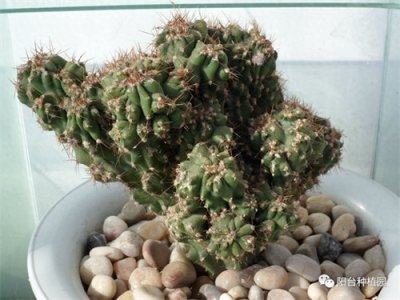 ​镇宅纳福的仙人山，这么养护，郁郁葱葱，真好看！