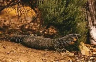 ​世界上5种神秘的未知生物，第3种据说曾在中国被目击过