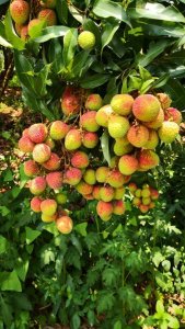 ​一骑红尘妃子笑，无人知是荔枝来 妃子笑荔枝百图欣赏