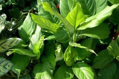 ​万年青该如何养护？学会这些基础知识，轻轻松松也能养好