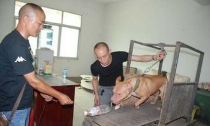 真正国产比特:肌肉发达外形超凶悍川东猎犬完胜藏獒