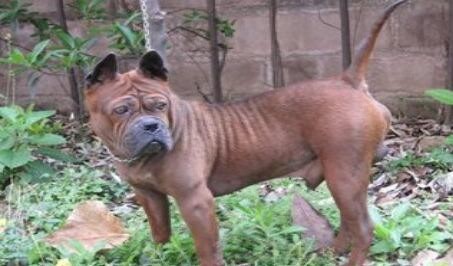 真正国产比特:肌肉发达外形超凶悍川东猎犬完胜藏獒